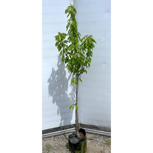 さくらんぼの木　高砂　約1.5ｍ　現品発送　特大株　植木　苗木　大苗　ダカサゴ　果樹　桜桃　オウトウ...