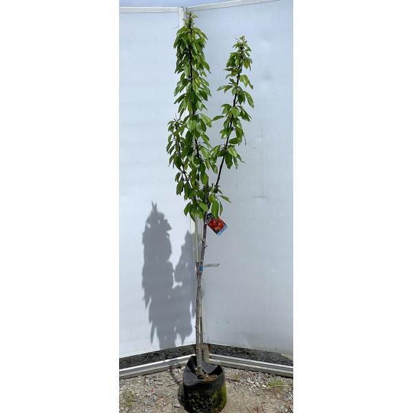 さくらんぼの木　高砂　約1.9ｍ　現品発送　特大株　植木　苗木　大苗　ダカサゴ　果樹　桜桃　オウトウ...