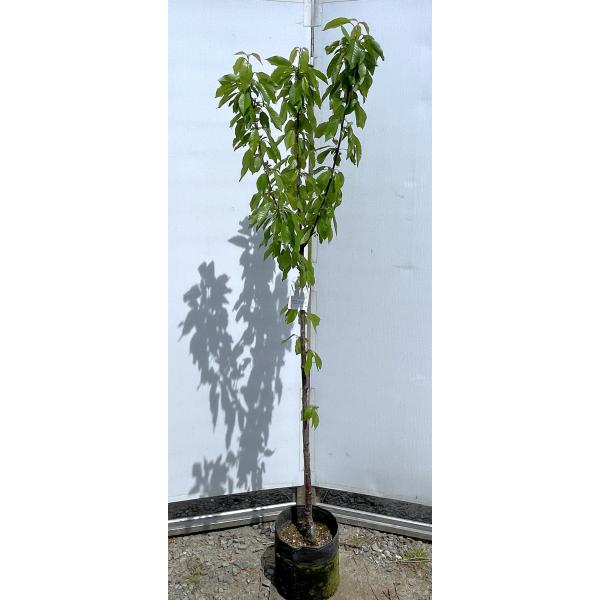 さくらんぼの木　高砂　約1.8ｍ　現品発送　特大株　植木　苗木　大苗　ダカサゴ　果樹　桜桃　オウトウ...
