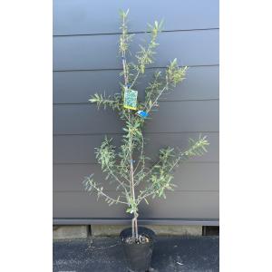 オリーブの木　ひなかぜ　8号　約170cm　NO.369　一点物 楽天市場】オリーブの木 ひなかぜ HINAKAZE 8号鉢（8寸鉢