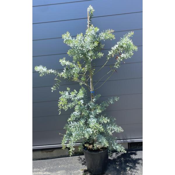 鉢植えミモザアカシア　約1.8ｍ　現品発送　特大株　植木苗木　ギンヨウアカシア　銀葉アカシア　常緑樹...