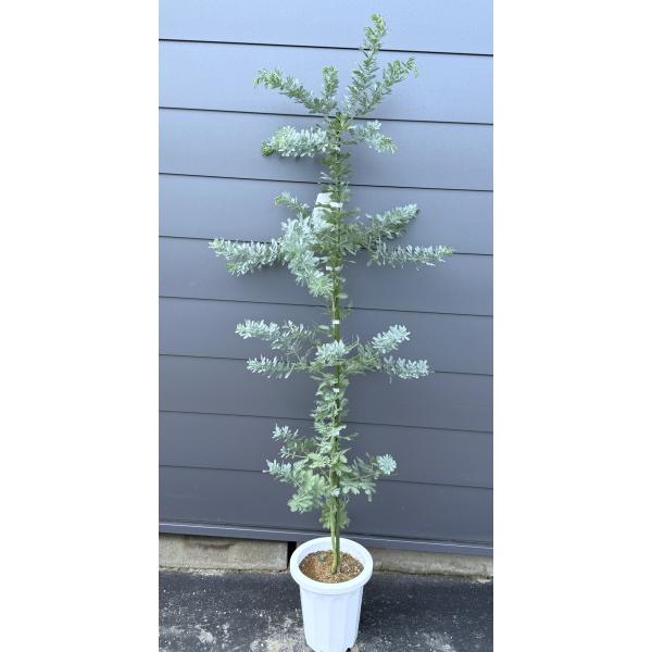 鉢植えミモザアカシア　約1.8ｍ　現品発送　特大株　植木苗木　ギンヨウアカシア　銀葉アカシア　常緑樹...