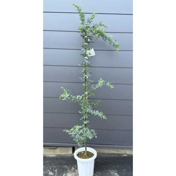 鉢植えミモザアカシア　約1.7ｍ　現品発送　特大株　植木苗木　ギンヨウアカシア　銀葉アカシア　常緑樹...