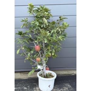 鉢植リンゴの木 スターキングデリシャス 約1.3...の商品画像