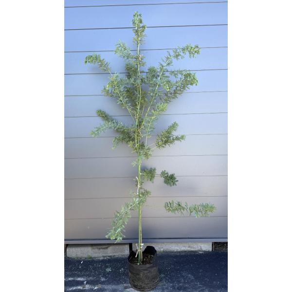 ミモザアカシア　約2.1ｍ　現品発送　特大株　植木苗木　ギンヨウアカシア　銀葉アカシア　常緑樹　送料...