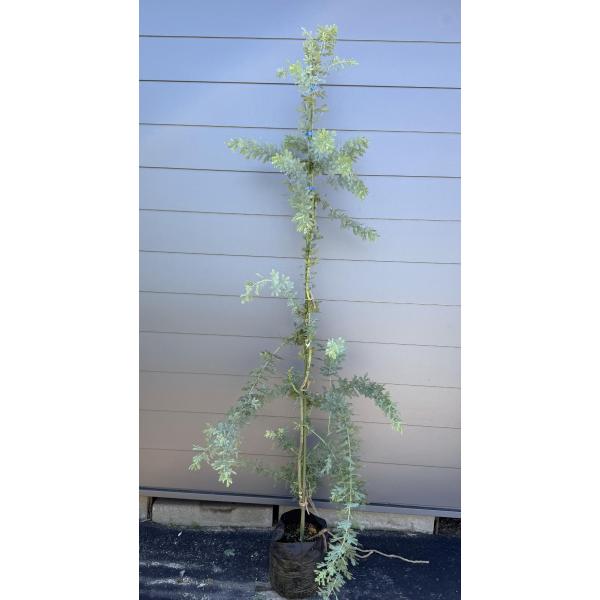 ミモザアカシア　約2.2ｍ　現品発送　超特大株　植木苗木大苗　ギンヨウアカシア　銀葉アカシア　シンボ...