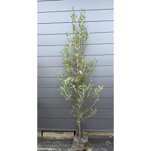 日本産オリーブの木　ヒナカゼ　約2.2ｍ　現品発送　超特大株　植木　苗木　大苗　シンボルツリー　鉢植に　常緑樹