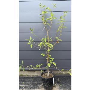 小玉リンゴの木　アルプス乙女　約1.5ｍ　現品発送　特大株　植木　苗木　大苗　鈴なり品種　多花品種　果樹　送料無料