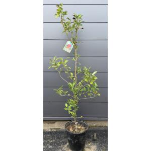 小玉リンゴの木　アルプス乙女　約1.5ｍ　現品発送　特大株　植木　苗木　大苗　鈴なり品種　多花品種　果樹　送料無料