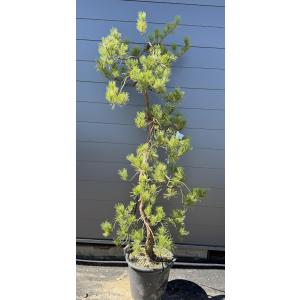 超希少　天目松　約1.4m　一点物　超特大株　現品販売　植木　苗木　大苗　テンモクマツ　赤松の様な幹肌　シンボルツリー　送料無料
