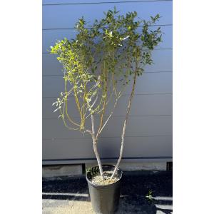 鉢植えブルーベリー　ピンクレモネード　約1.4ｍ　現品発送　植木　苗木　大苗　ハイブリット　ラビットアイ系　シンボルツリー　送料無料