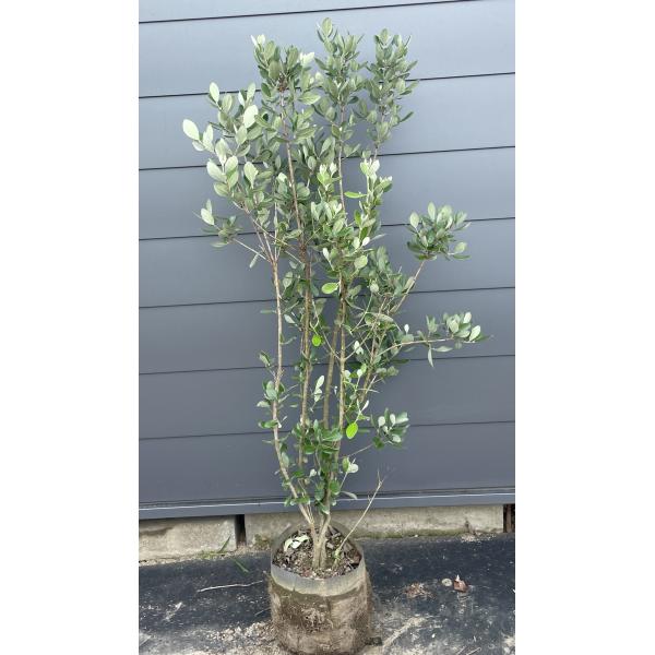 フェイジョア　株立ち　約1.5m　現品発送　植木　苗木　大苗　常緑樹　シンボルツリー　送料無料