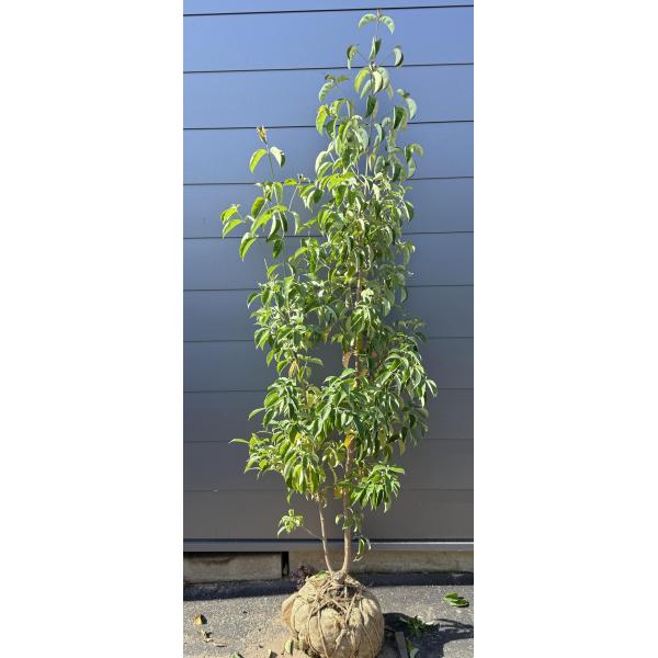 常緑ヤマボウシ　月光　株立ち　約２m　現品発送　特大植木苗木　ホンコンエンシス　常緑樹　送料無料