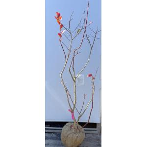 ブルーベリー　チャンドラー　約1.4ｍ　現品発送　特大苗木　植木苗木大苗　ハイブッシュ系　シンボルツリー　送料無料