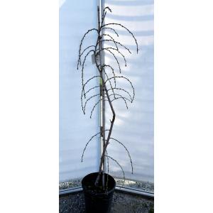 しだれ源平花桃　約1.6ｍ　現品発送　特大株　植木苗木大苗　源平しだれ花桃　源平シダレ桃　３色咲き　希少種　送料無料