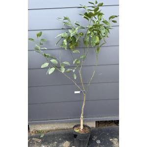 種無しみかんの木 桜島小みかん 約1.6m 現品発送 特大株 植木 苗木