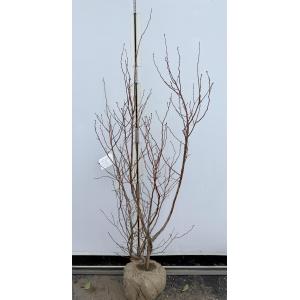 ブルーベリー　ビックデライト　株立ち　約1.7ｍ　現品販売　特大株　植木　苗木　大苗　大実品種　ラビットアイ系　送料無料