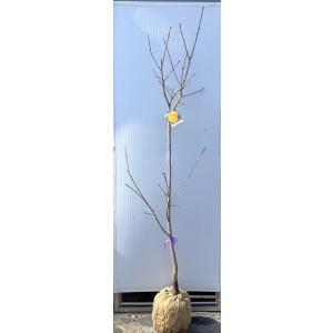 蜂屋柿の木　約1.9ｍ　現品発送　特大株　植木　苗木　大苗　渋柿　ハチヤ柿　植木苗木　送料無料