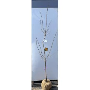 蜂屋柿の木　約２ｍ　現品発送　特大株　植木　苗木　大苗　渋柿　ハチヤ柿　植木苗木　送料無料