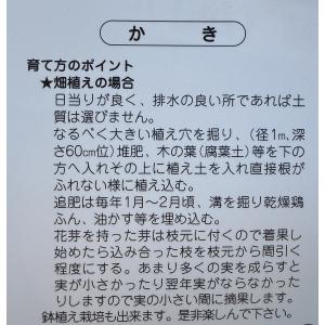 蜂屋柿の木 約2m 現品発送 特大株 植木 苗...の詳細画像2