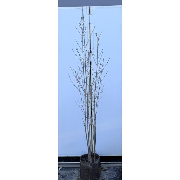 ヤマボウシ　６本株立ち　約1.8m　現品発送　特大株　美樹形株　植木苗木大苗　山法師　落葉樹　送料無...