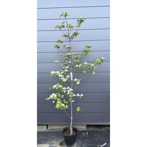 ２色咲き　源平ヤマボウシ　約1.8m　現品発送　特大株　植木　苗木　大苗　ゲンペイ山法師　超希少種　...