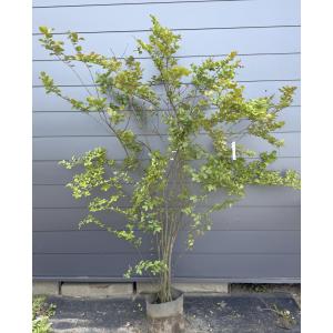 混色サルスベリの木　６本株立ち　約２ｍ　現品発送　赤花　ピンク花　特大株　植木　苗木　大苗　百日紅　猿滑り　落葉樹　送料無料