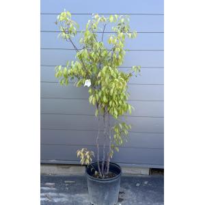 鉢植え常緑エゴノキ　株立ち　約1.8m　現品発送　特大株　植木　苗木　トキワエゴ　エゴの木　常緑樹　送料無料