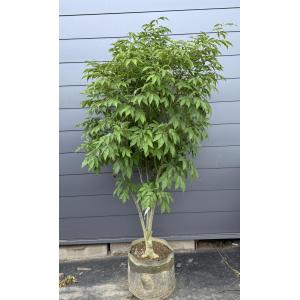 アオダモ/大株立ち【現品発送】管理80541 アオダモ 7本株立ち 約1.5m 現品発送 豪華株 ヤマトアオダモ 大和