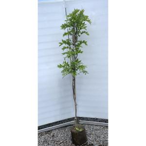 藤の木 アメリカフジ 紫花 約2m 規格販売品 大苗 植木 苗木