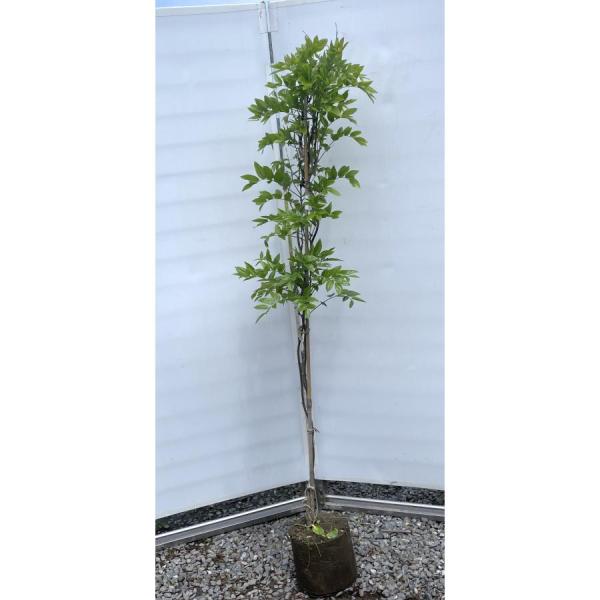 藤の木　アメリカフジ　紫花　約２ｍ　規格販売品　大苗　植木　苗木　アメジストフォール　藤の花　落葉樹...