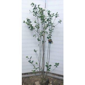 アロニアの苗木　大苗　チョークベリー　庭木/果樹/観賞用樹木 楽天市場】予約販売 チョコレートベリー 苗 ネロ 10.5cmポット