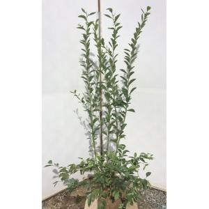 ブルーベリー コロンブス 株立ち 約1.6m 特大株 植木 苗木 大苗