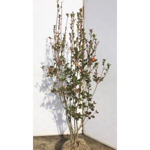 紅ドウダンツツジ 6本株立ち 約2m 現品発送 美樹形株 植木苗木大苗