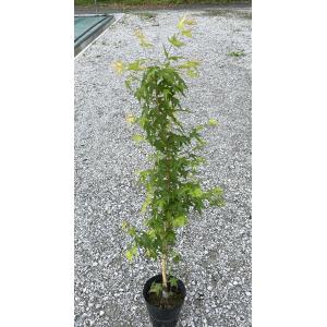 ノムラモミジ 株立ち 約1.6m 現品発送 野村紅葉 大株植木苗木 野村
