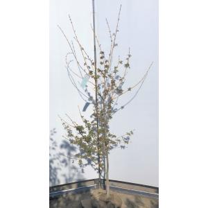希少種 鉢植えモミジ ゲイシャゴーンワイルド 約1.3m 現品販売 特大株