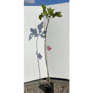 黒イチジクの木 ビオレソリエス 約1.7m 規格販売 特大株 植木 苗木