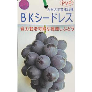 種なしブドウ苗木 BKシードレス（挿し木苗） : 植物・園芸専門店 花育