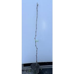 鉢入り BKシードレス 約1.2m 苗木 大苗...の詳細画像2