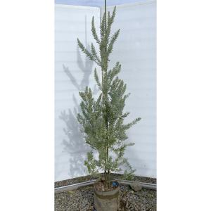 ミモザアカシア 約1.5m 特大植木苗木 ギンヨウアカシア 銀葉アカシア