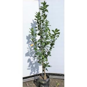 レモンの木 ビアフランカ 約1.7m 特大株苗木 トゲなし檸檬の木