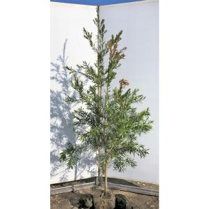 ブラシノキ カリステモン ドーソンリバー 約2m 1本株 特大株 植木