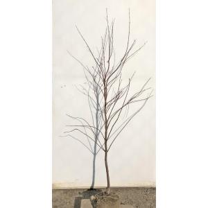 桂モミジ カツラモミジ 約2.1m 現品発送 大株植木苗木 桂紅葉