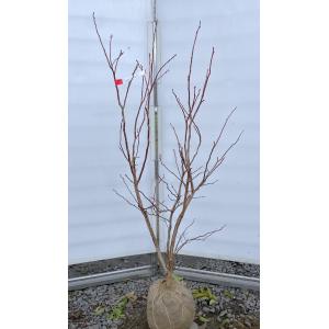 ブルーベリー デューク 約1.2m 規格販売品 特大苗木 植木苗木大苗