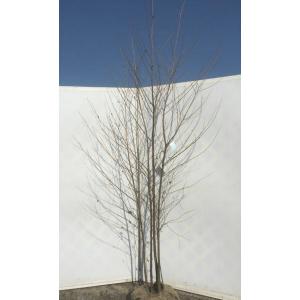 エゴの木 株立ち 約2.7m エゴノキ 美樹形株 特大植木苗木 規格販売