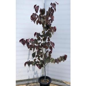 アメリカハナズオウ　フォレストパンシー　約2m 　１本株　ハートの葉っぱ　圧巻の花　特大植木苗木　お買い得なおまかせ株　送料無料