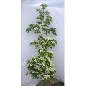 ピンク花シャラの木 夜明け前 約1.2m 植木苗木 ピンク夏つばき ピンク花シャラの木 夜明け前 約1.2m 植木苗木 ピンク夏つばき