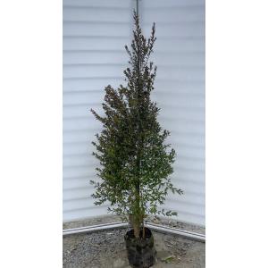 月桂樹 ローリエ 約1.6m 特大株 大株植木苗木 ゲッケイジュ 葉っぱが