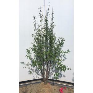 鉢植えオリーブの木 シプレッシーノ 約1.6m 現品発送 特大植木苗木
