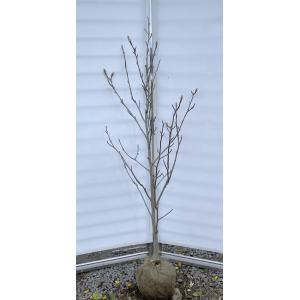 白花姫コブシ 約1.8m 現品発送 特大株 植木苗木大苗 白花 白花姫コブシ 約1.8m 現品発送 特大株 植木苗木大苗 白花